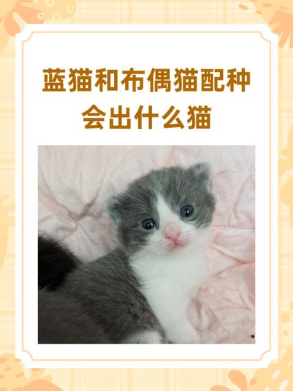 蓝猫对主人会有感情吗