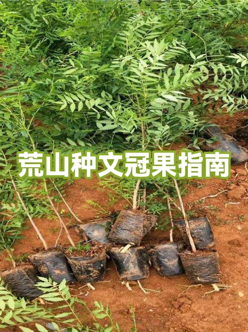 荒山种植什么不用打理