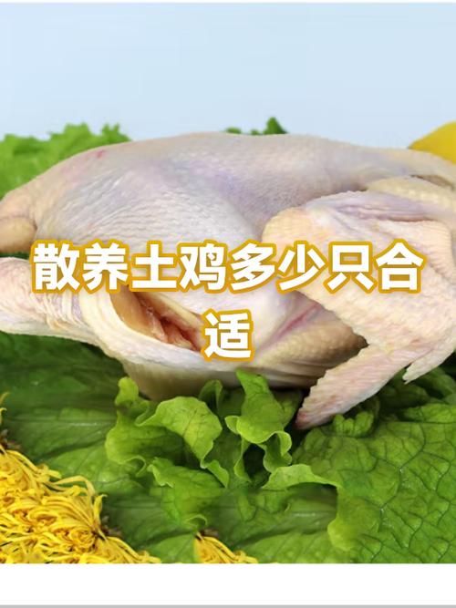 散养鸡2000只一年利润多少图标