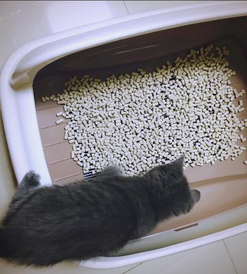 给猫换猫砂盆要把旧猫砂盆撤走嘛