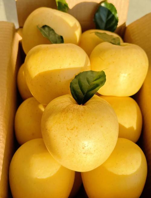 pear轻量版官网缩略图