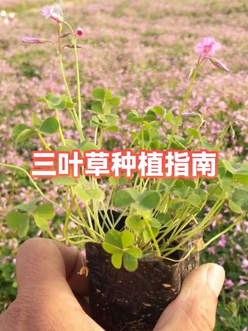 生机什么时候上线截图