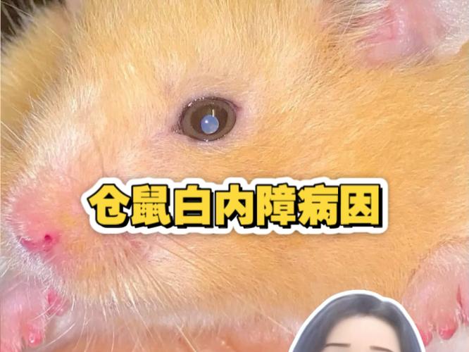 仓鼠眼睛发白是瞎了吗缩略图