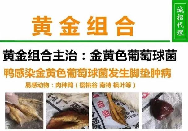黄金球菌一般存在哪