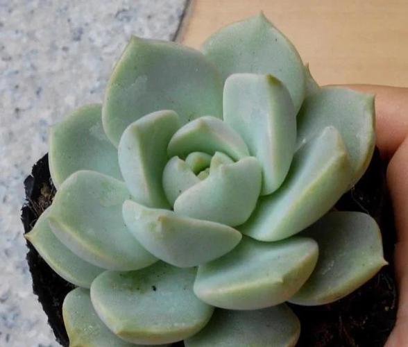 植物多肉怎么养殖方法
