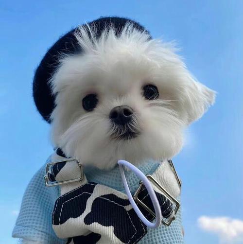 小狗的朋友圈