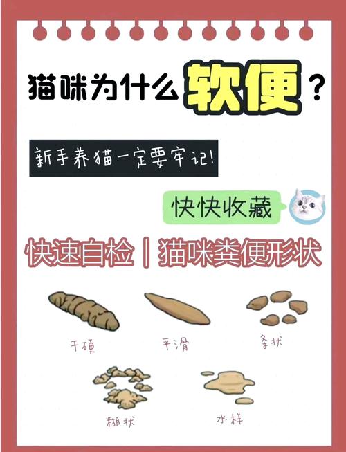 猫咪拉不出屎尿用什么方法最快