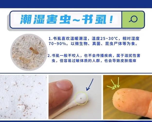 房间墙上有好多小小的虫子怎么处理