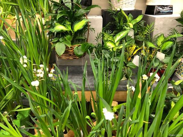 植物扫一扫