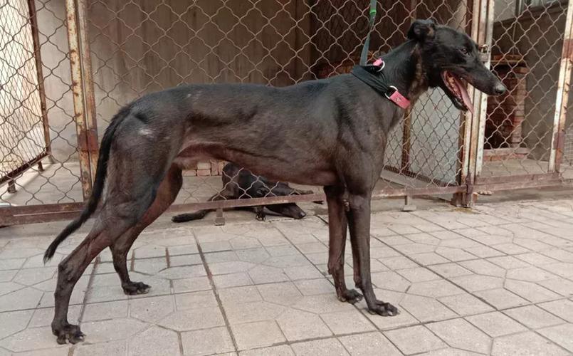南宫格力犬飞鱼