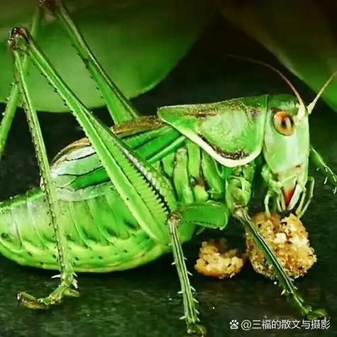 蝈蝈对人有感情吗