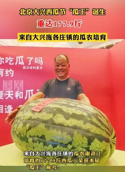 大西瓜t