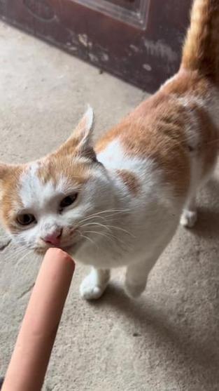 猫叫声吸引猫过来