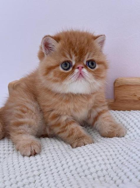 加菲猫最贵三个颜色图标