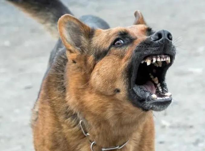 恶犬叫声10分钟缩略图