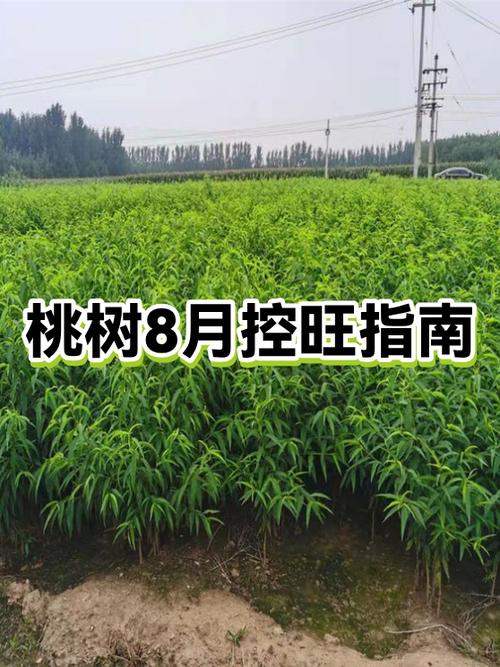 桃树控旺最佳时期