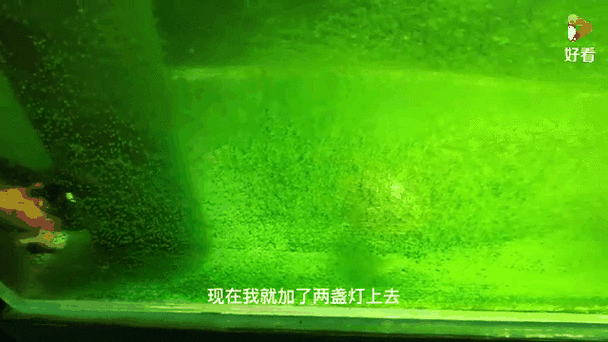 鱼缸用什么灯出绿藻