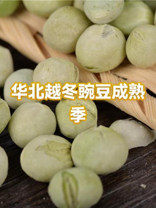 十大豌豆品种排名缩略图