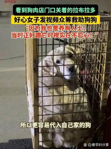 狗狗不想养了怎么转卖缩略图