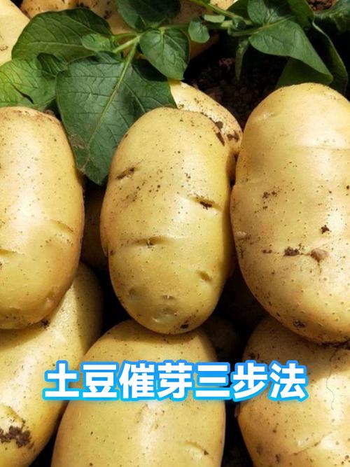土豆怎样推芽