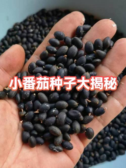 番茄的种子是什么形状