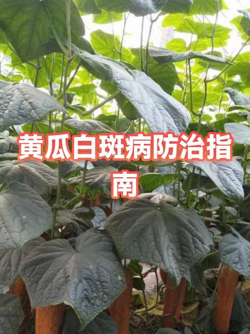 皮肤上的白斑是怎么回事图标