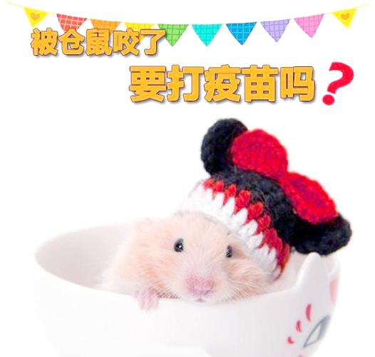 被仓鼠咬了一个小口子怎么办