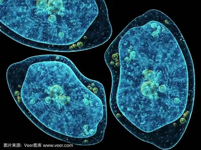 20种常见单细胞生物截图