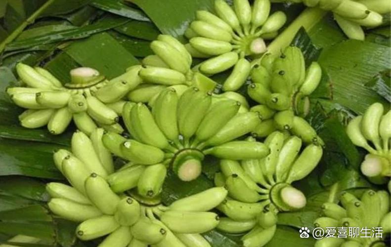 芭蕉和板蕉区别