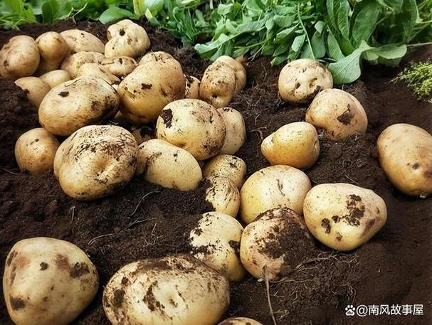大量土豆出售找买家