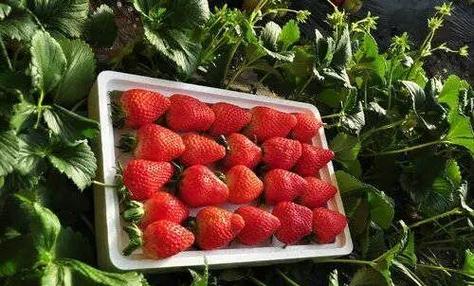 全国哪里的草莓最早最多截图