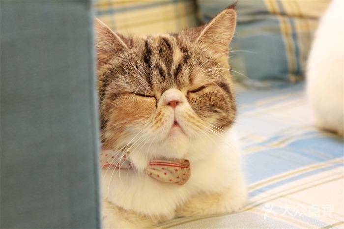 olivia猫