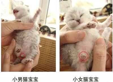 小猫分公母图片截图
