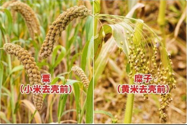 谷子和大米有区别吗截图
