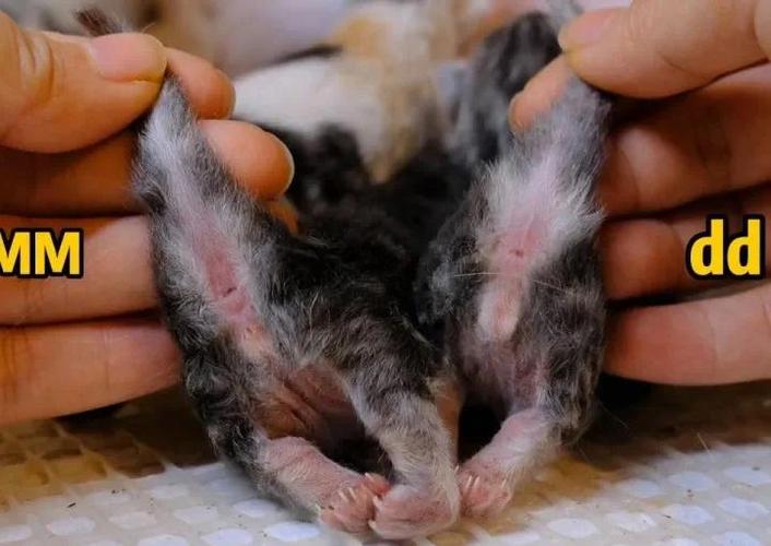 2个月猫公母对照表