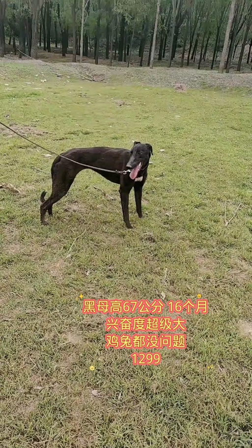夜间细狗逮兔子