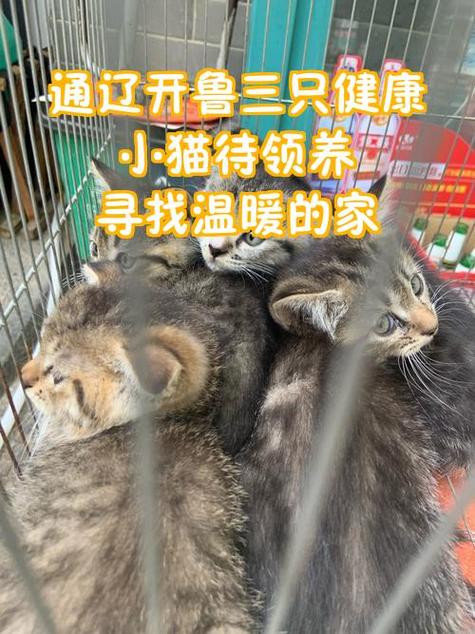附近领养小猫截图