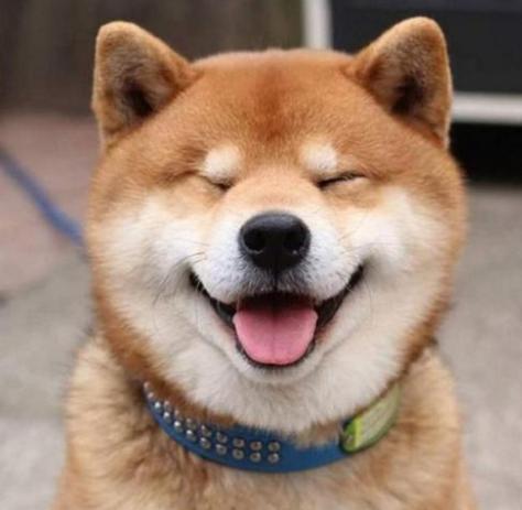 小狗的视频微笑狗的视频