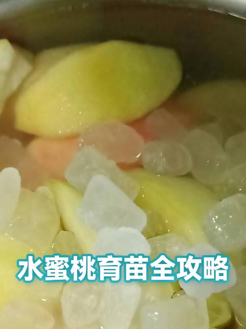 水蜜桃种子可以育苗吗