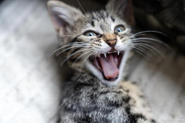 猫怕什么气味一闻就跑缩略图
