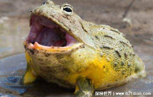 巨蛙长老