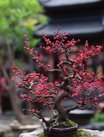梅花好养吗图标