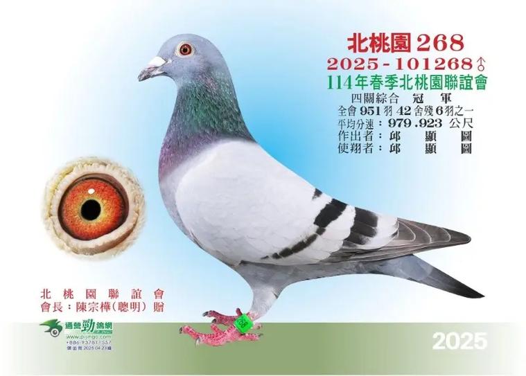 台鸽成绩查询入口