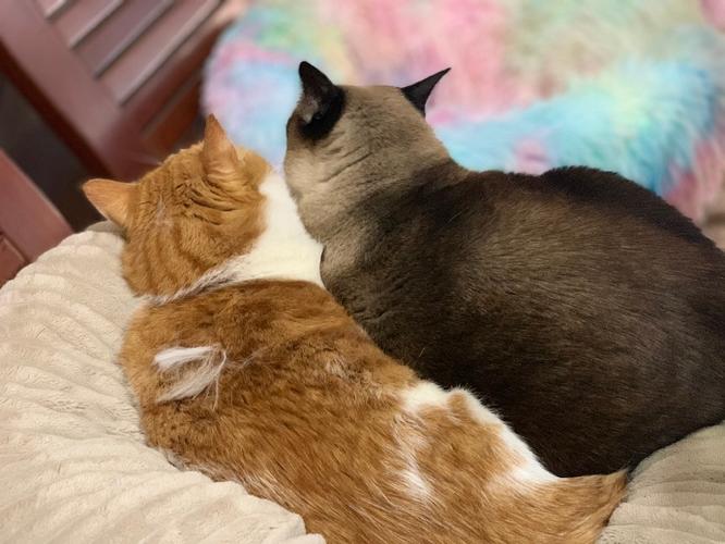 猫咪背上一撮毛变硬