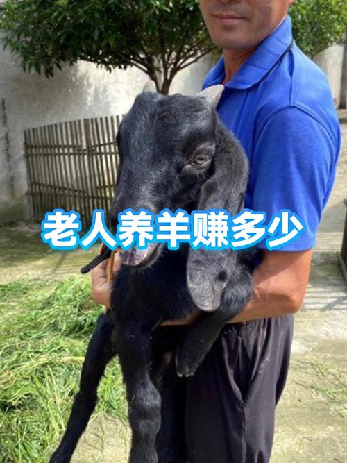 养羊一年能赚多少钱