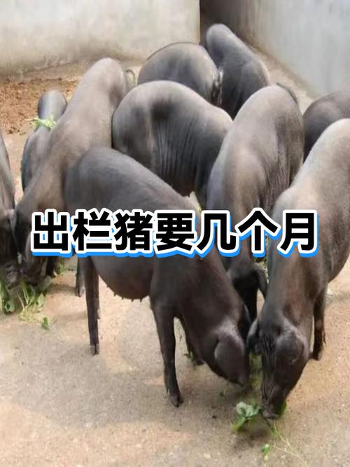 土方法养猪几个月出栏截图