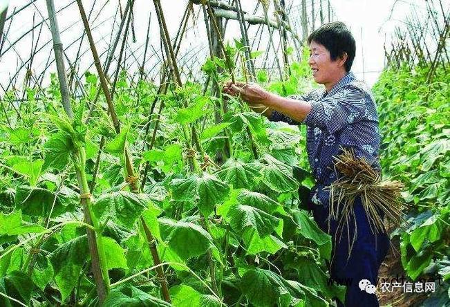 申请家庭农场需要什么条件截图