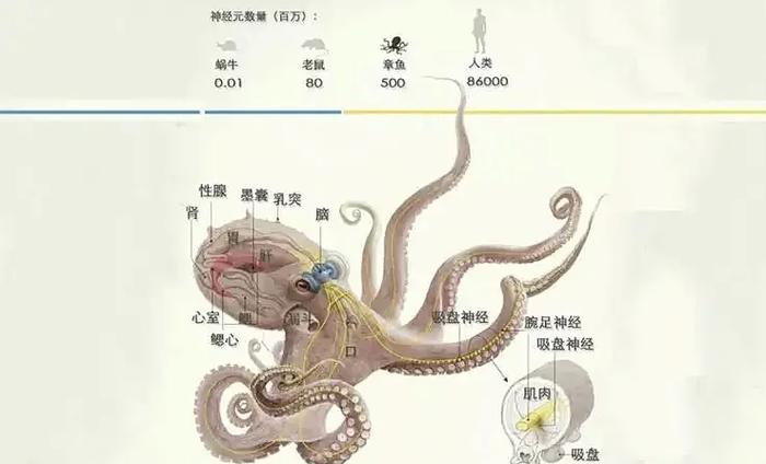 章鱼见6各阶段攻略详解
