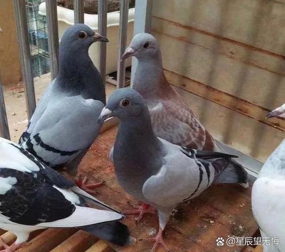 百鸽是什么鸟