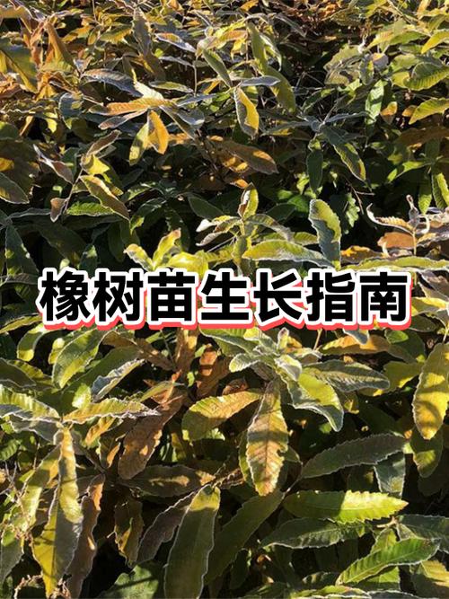 哪有出售橡树苗